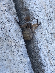 Xysticus texanus