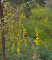 Acacia merinthophora