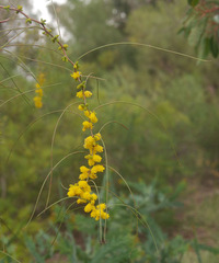 Acacia merinthophora