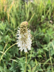 Sanguisorba stipulata