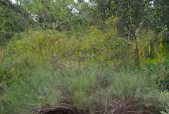 Acacia merinthophora