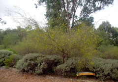 Acacia merinthophora