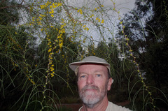 Acacia merinthophora