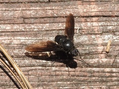 Anthrax aterrimus