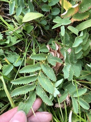 Sanguisorba stipulata