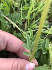Sanguisorba stipulata