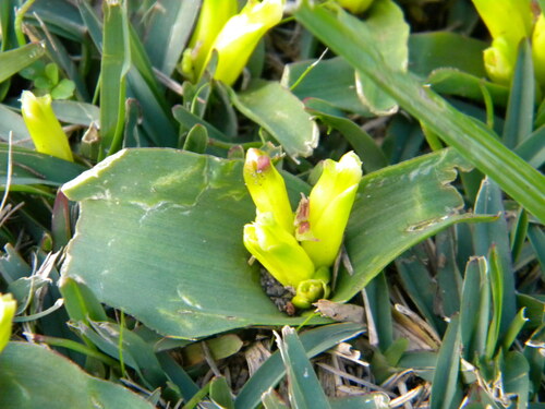 Lachenalia reflexa