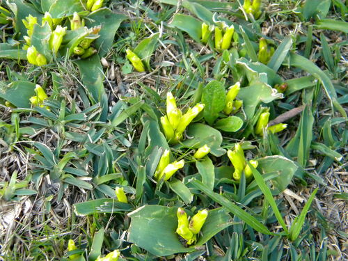 Lachenalia reflexa