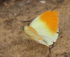 Colotis auxo