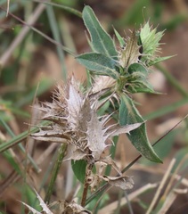 Barleria elegans orientalis