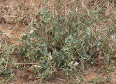 Barleria elegans orientalis