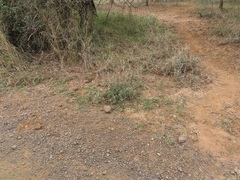Barleria elegans orientalis