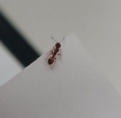 Temnothorax