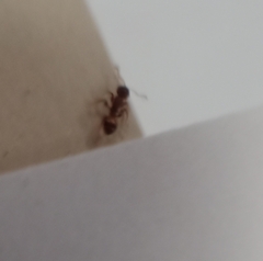 Temnothorax