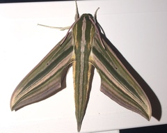 Xylophanes eumedon
