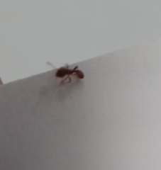 Temnothorax