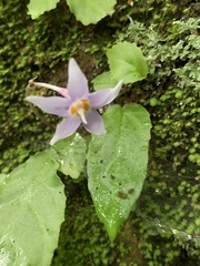 Conandron ramondioides