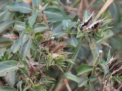 Barleria elegans orientalis