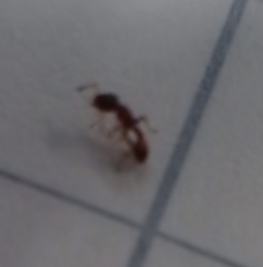Temnothorax