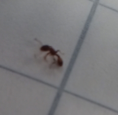 Temnothorax