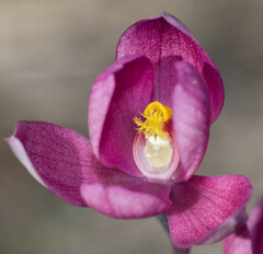 Thelymitra × irregularis