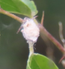 Coniodictyum chevalieri