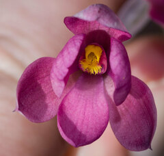 Thelymitra × irregularis