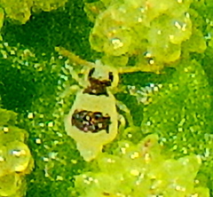 Deuterosminthurus bicinctus