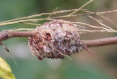 Coniodictyum chevalieri