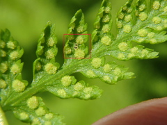 Deuterosminthurus bicinctus