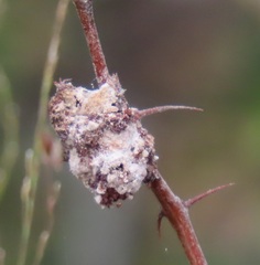 Coniodictyum chevalieri
