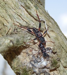 Neoclytus araneiformis