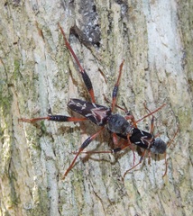 Neoclytus araneiformis