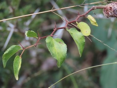 Coniodictyum chevalieri