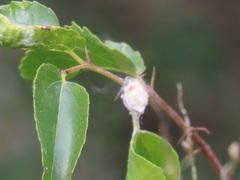 Coniodictyum chevalieri
