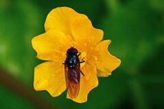 Cheilosia albitarsis