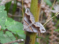 Scotopteryx moeniata
