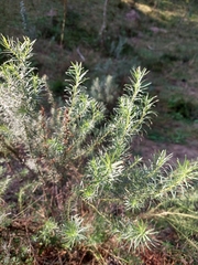 Baccharis coridifolia