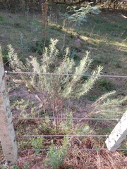 Baccharis coridifolia