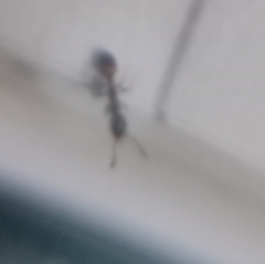 Temnothorax