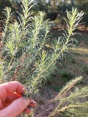 Baccharis coridifolia