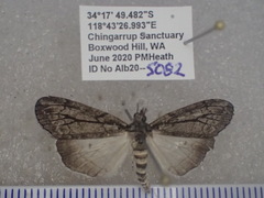 Smyriodes trigramma