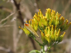 Kalanchoe leblanciae