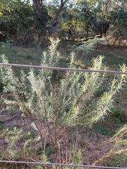 Baccharis coridifolia