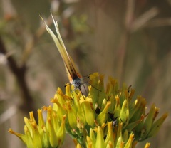 Kalanchoe leblanciae
