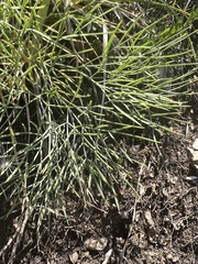Peucedanum longifolium