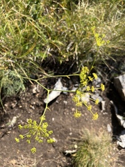 Peucedanum longifolium