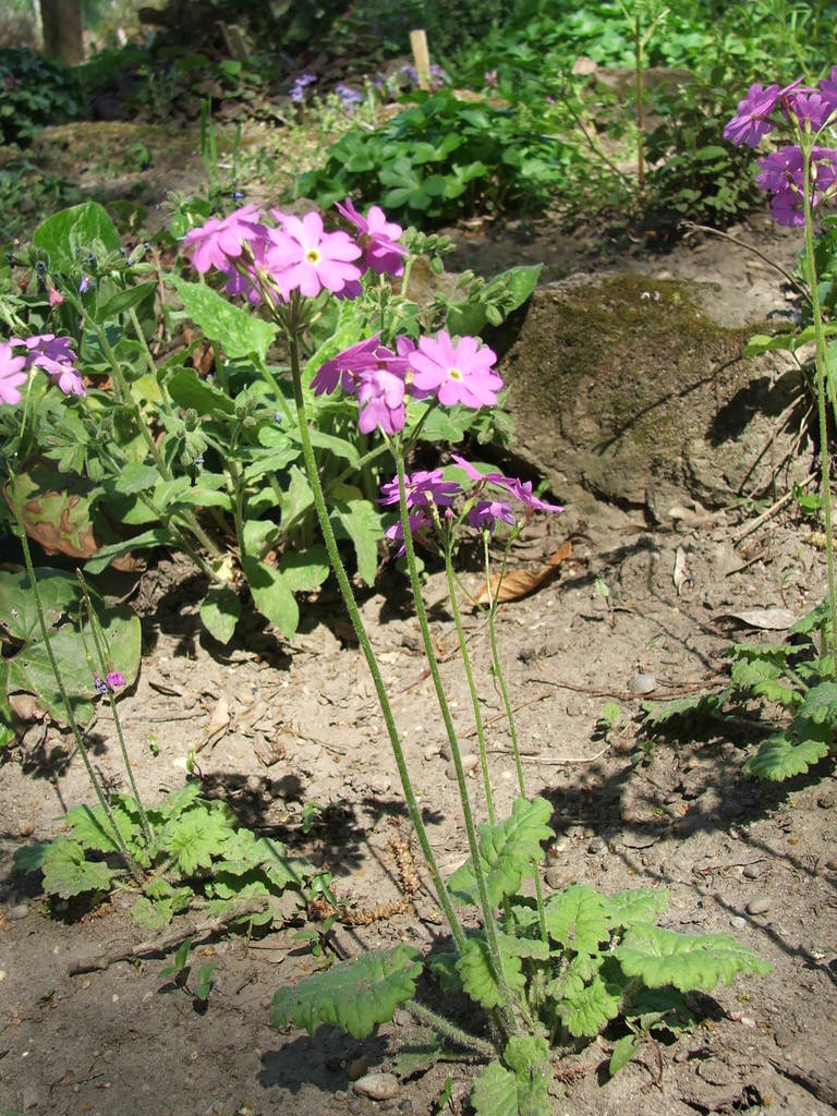 Cortusa cowslip