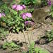Primula cortusoides - Photo PiPi, sin restricciones conocidas de derechos (dominio público)
