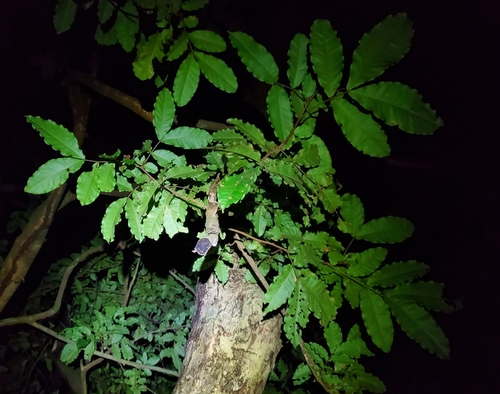 Cojoba rufescens, 2022-07-18